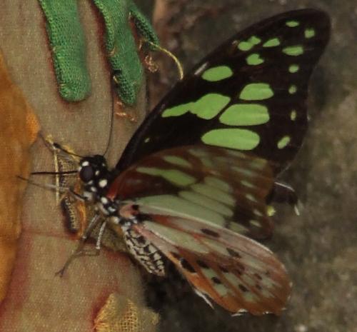 Réf. 273 459 : Graphium cyrnus